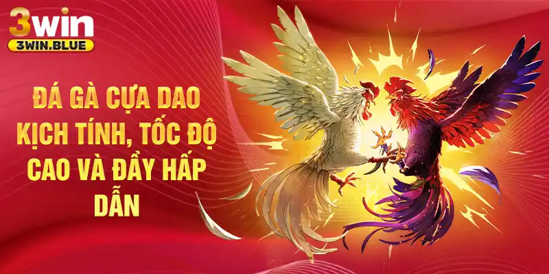 Đá gà cựa dao